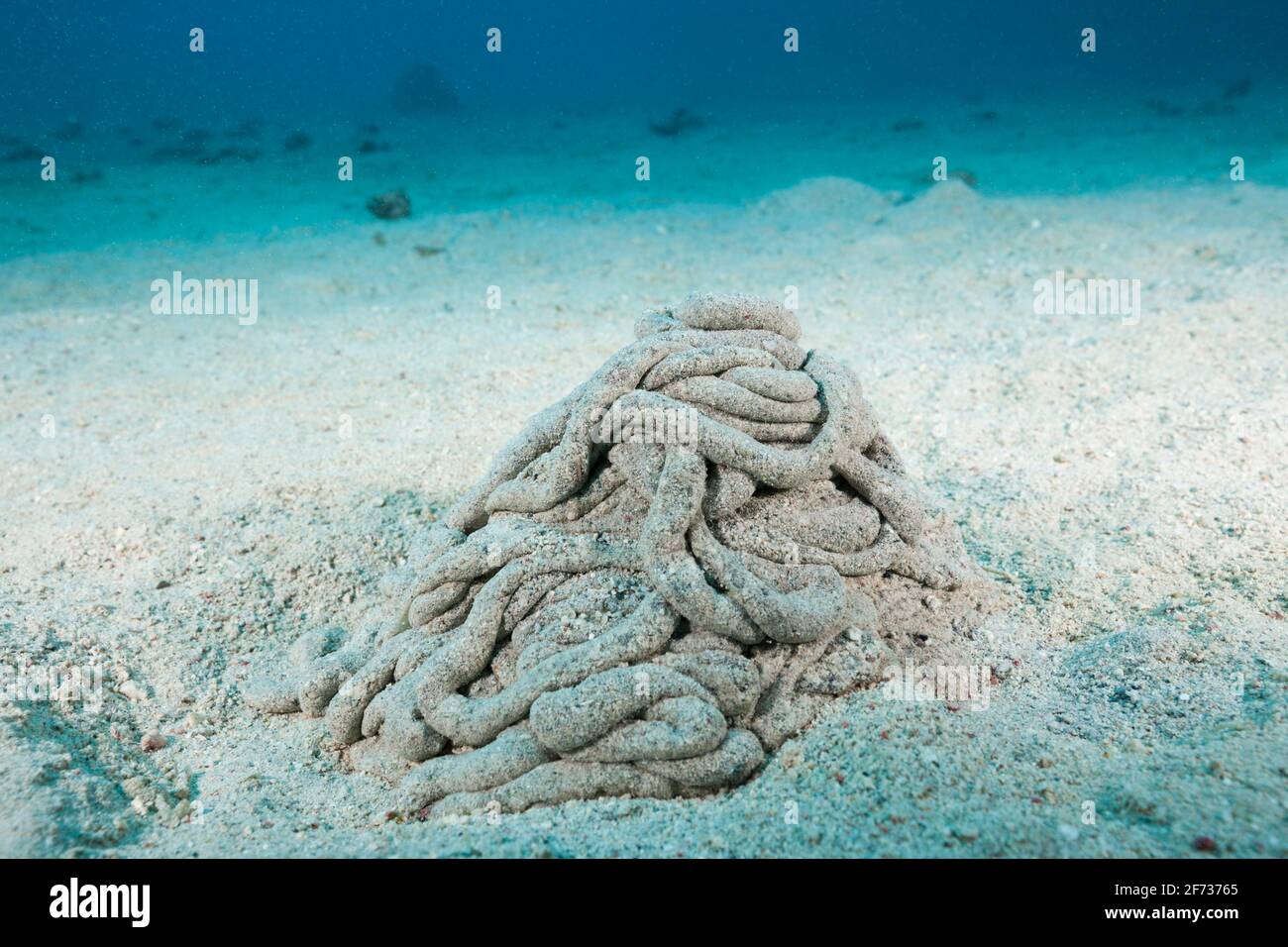 Excrétions d'un concombre de mer (Holothuroïdea), Marsa Alam, Mer Rouge, Egypte Banque D'Images
