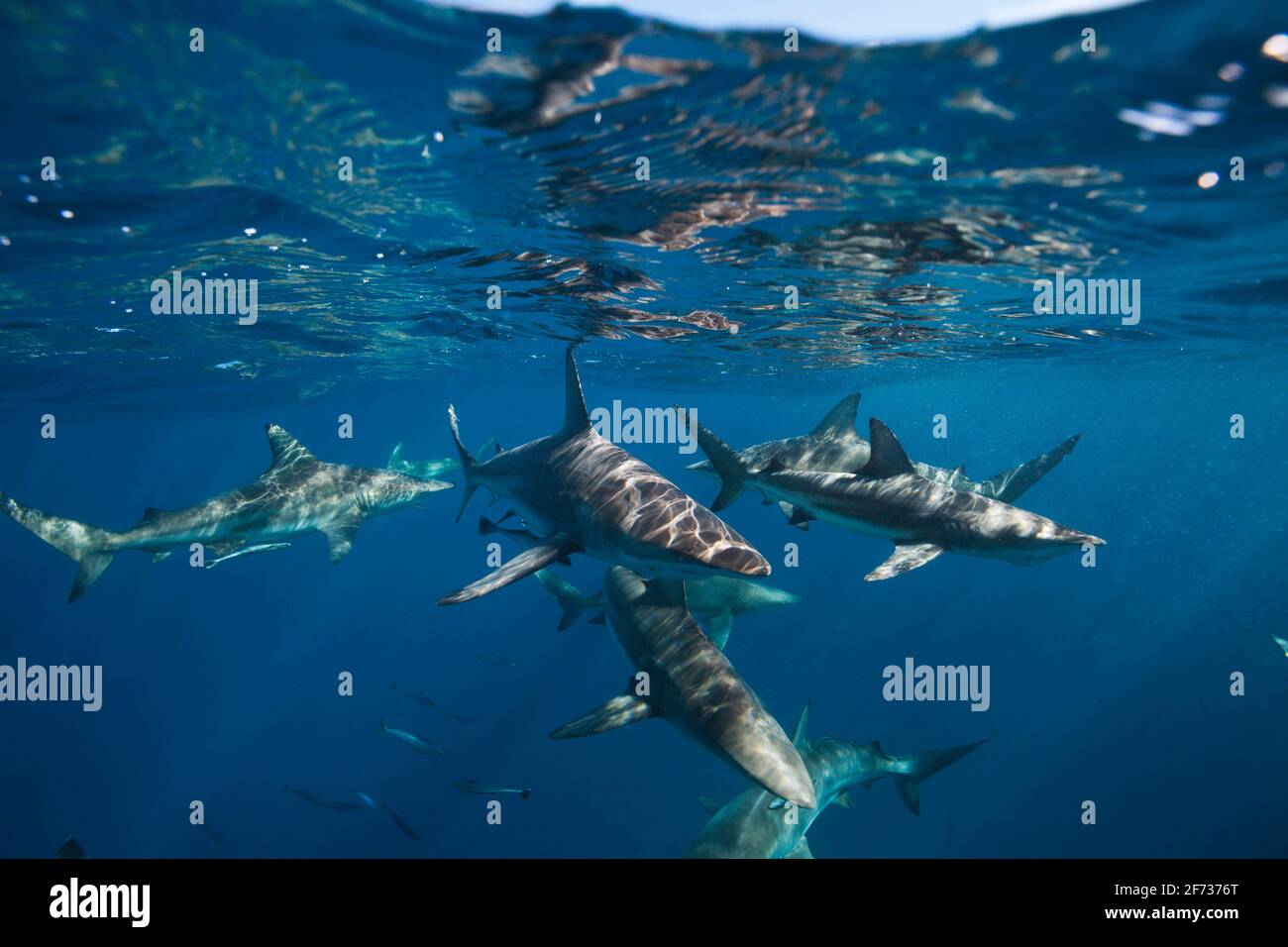 Requins à pointes noires (Carcharhinus limbatus), Shoal Aliwal, océan Indien, Afrique du Sud Banque D'Images
