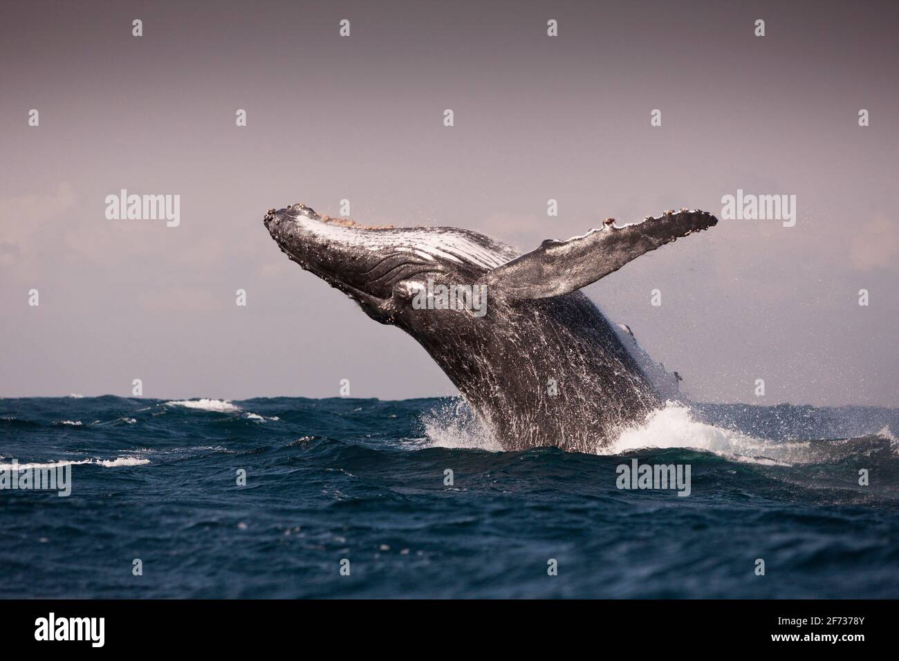 Baleine à bosse braconneuse (Megaptera novaeangliae), Océan Indien, Côte sauvage, Afrique du Sud Banque D'Images