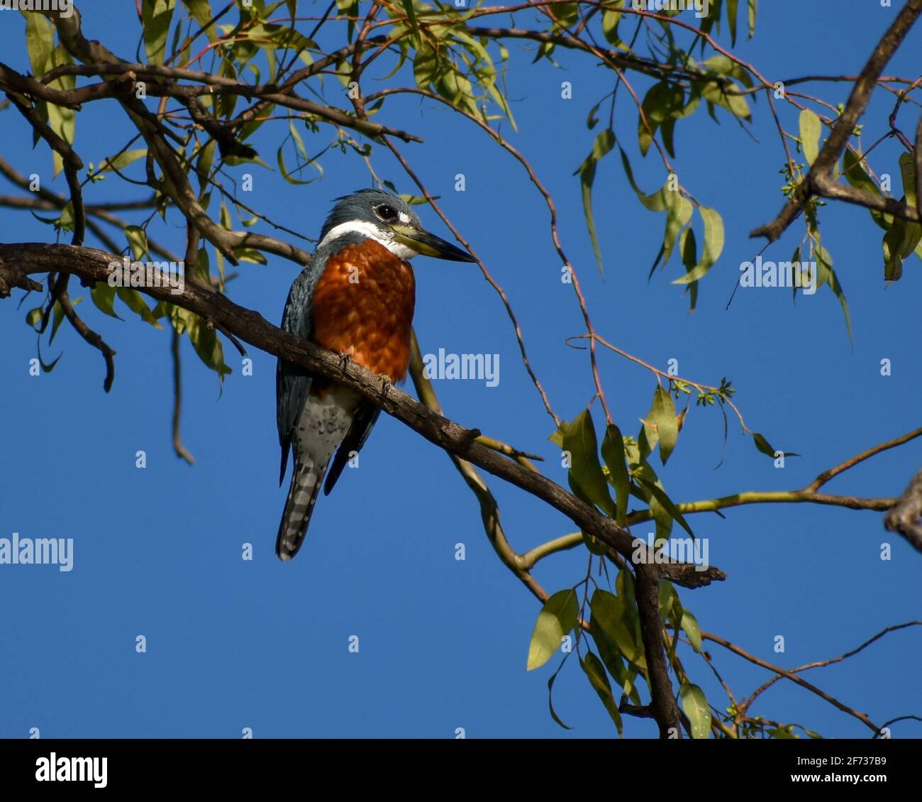 Un kingfisher annelé (Megaceryle torquata) perçant dans un arbre de la ville de Buenos Aires. C'est le plus grand kingfisher d'Amérique du Sud Banque D'Images