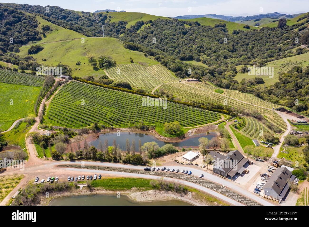 McEvoy Ranch, cave de vinification et ferme d'oliviers, Petaluma, Californie, États-Unis Banque D'Images