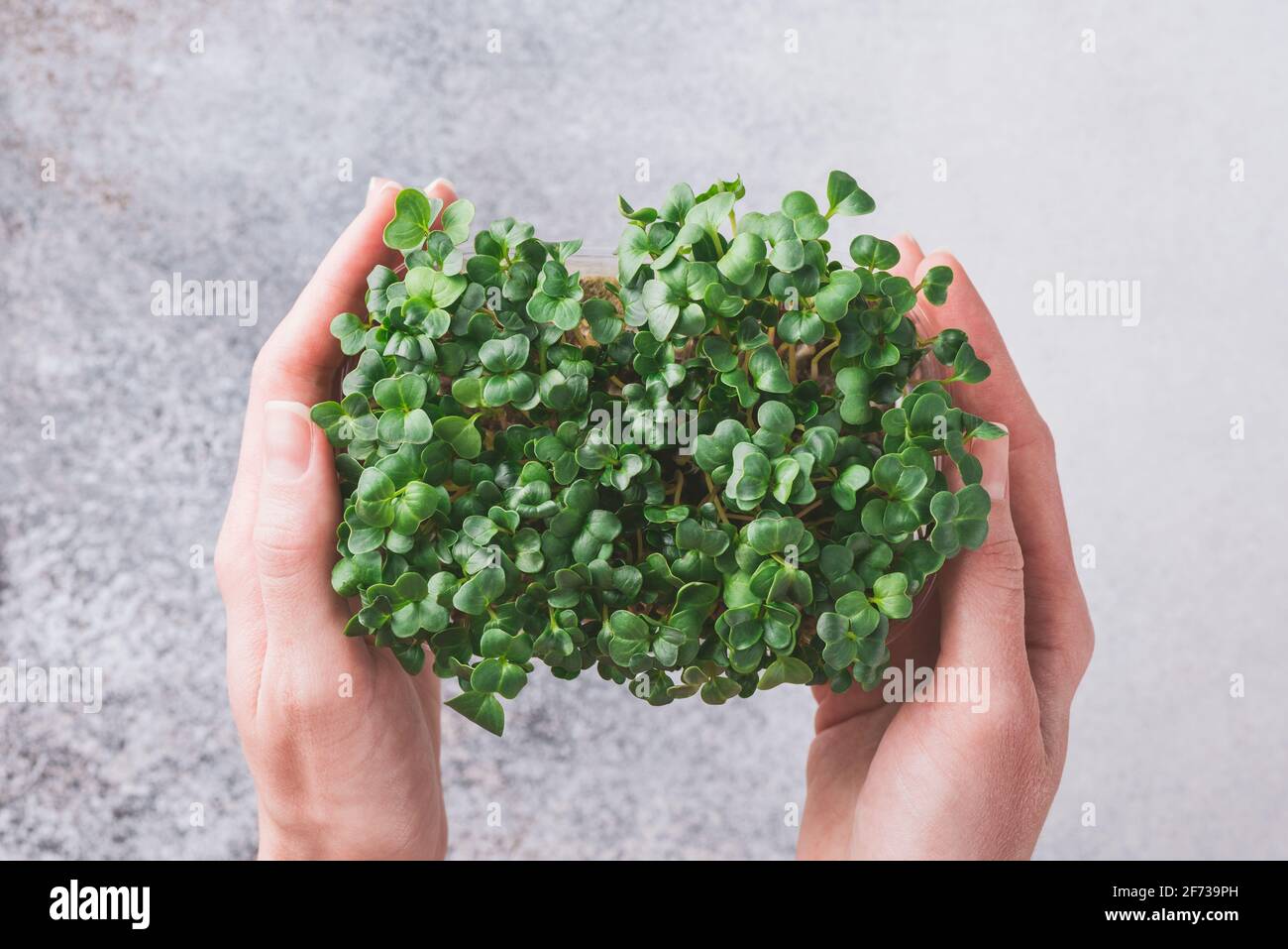 Microgreens dans les mains des femmes. ECO végétalien jardinage à la maison, herbes en croissance Banque D'Images