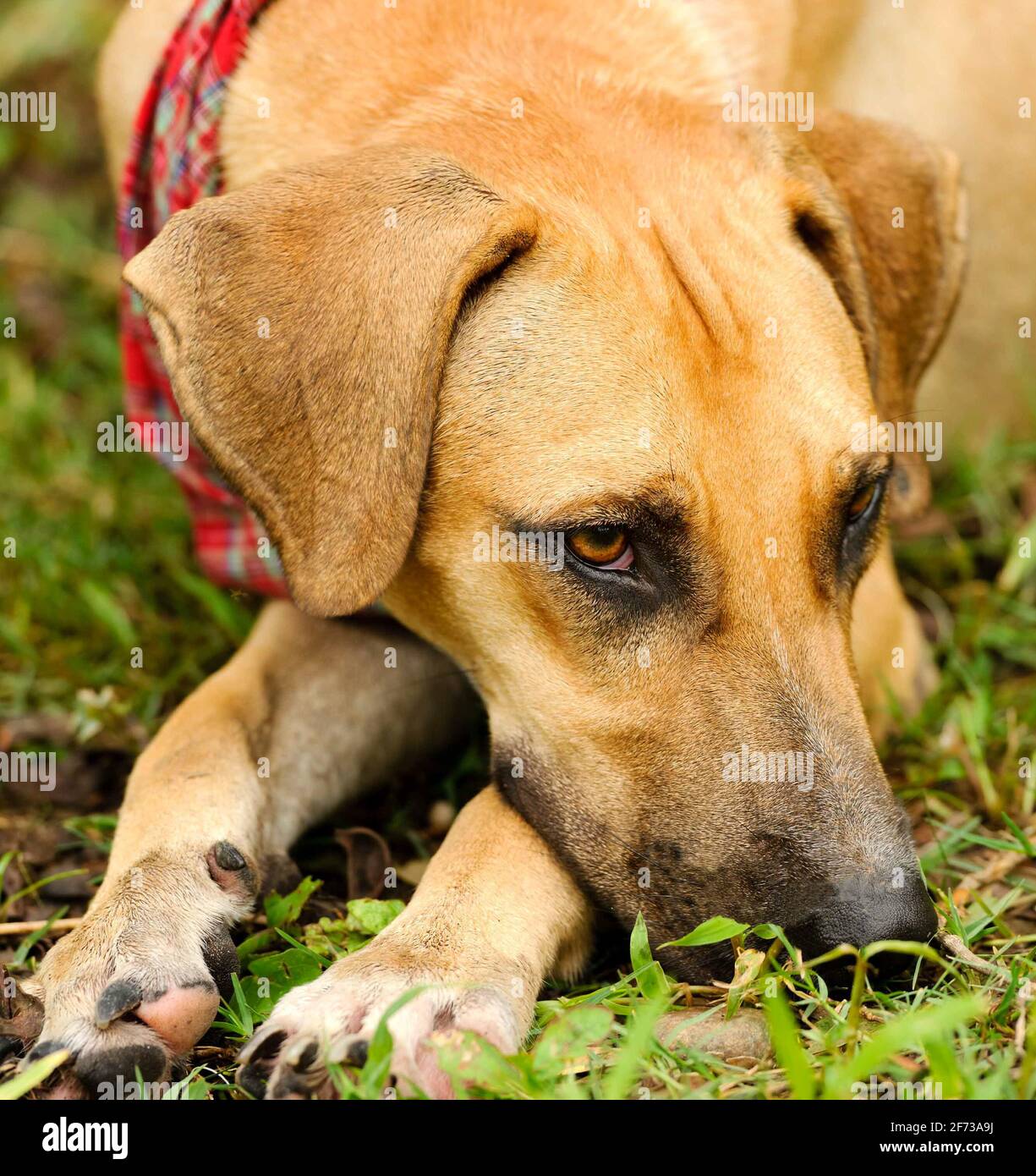 Triste chien est un gros chien à l'extérieur à la triste et malheureux avec sa tête reposant sur le sol. Banque D'Images