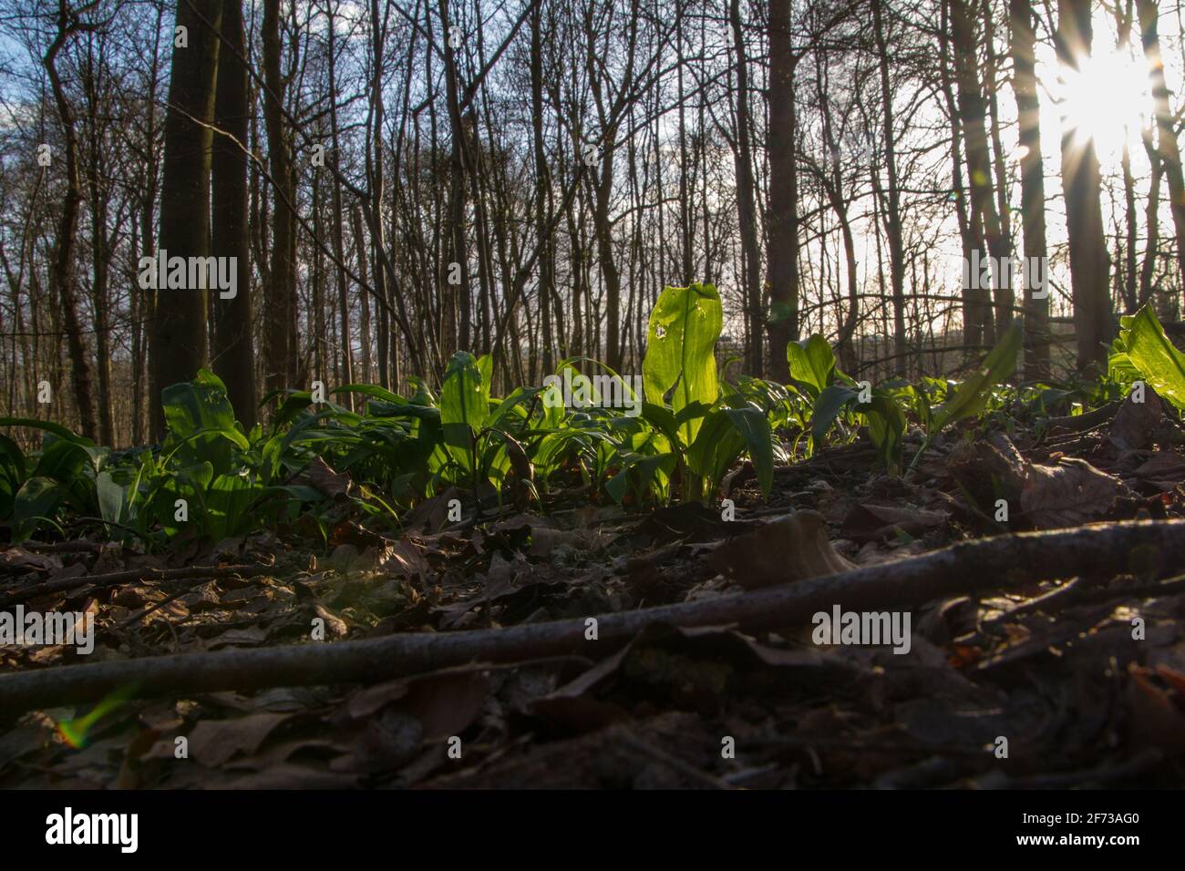 Bruxelles - Belgique - 27 mars 2021 : le bois de Laerbeek est un bois de hêtre de 33 hectares situé à jette, au nord-ouest de Bruxelles. Il appartient à la Brussels-ca Banque D'Images