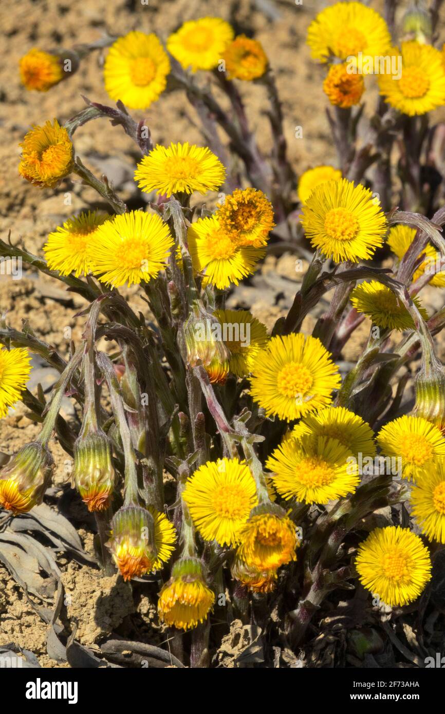 Tussilago farfara Coltsfoot fleurs poussant sur des sols argileux au début du printemps, herbes pollen de printemps fleurs de jardin Banque D'Images