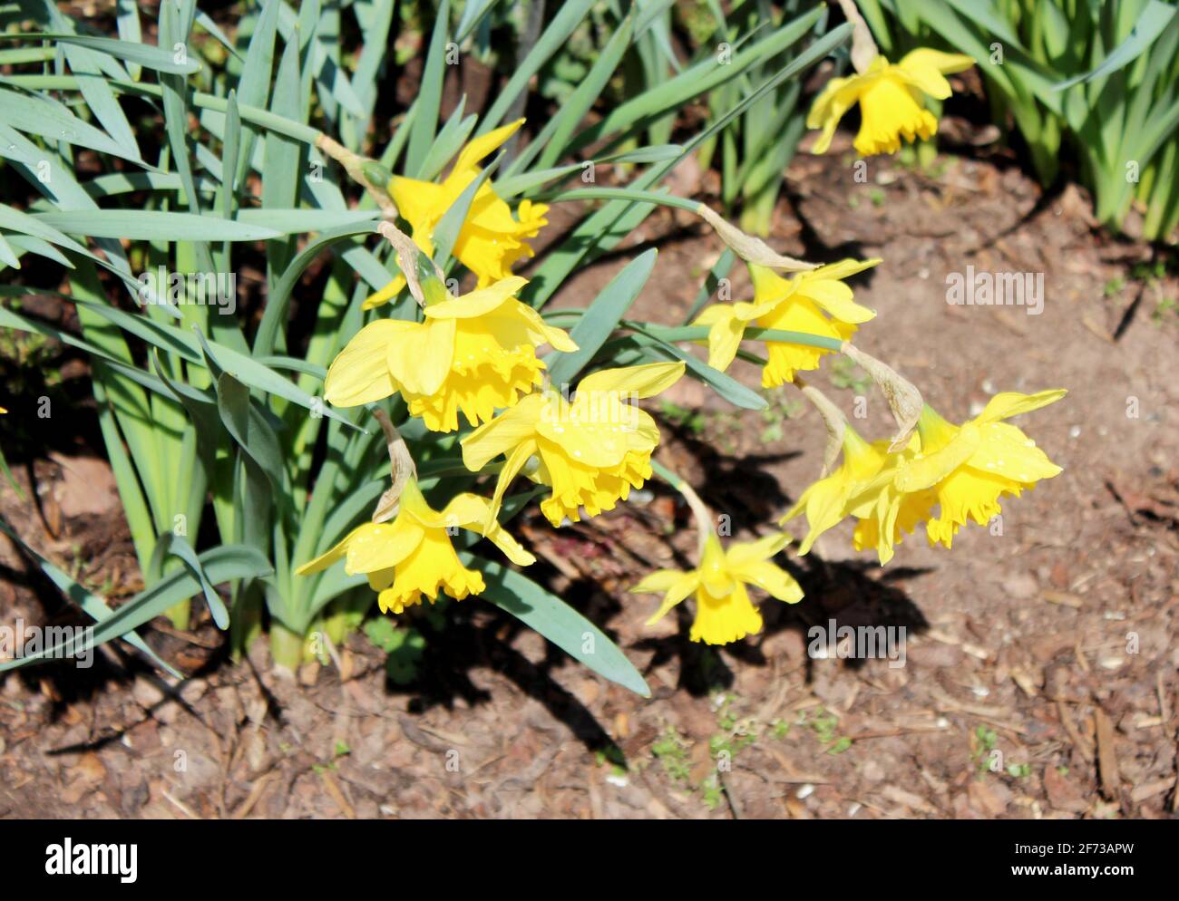 Vue de nombreux Narcisse pseudo-arcisse, communément connu sous le nom de jonquille sauvage ou lys de Carême, est une plante à fleurs vivaces Banque D'Images