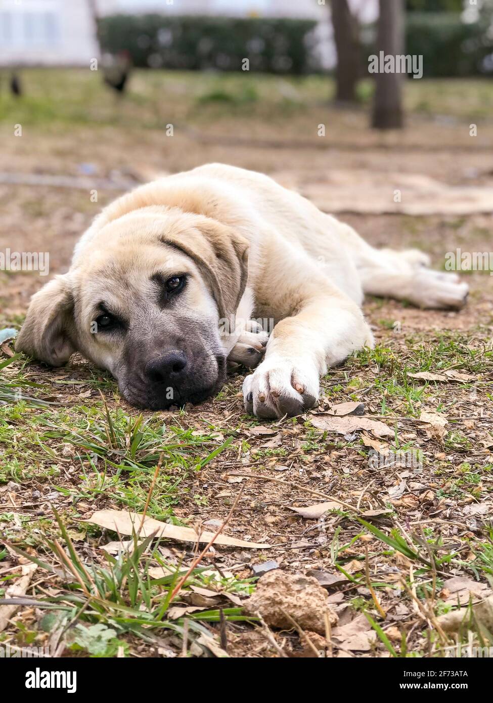 Chien De Renommee Mondiale Sivas Kangal 5 Mois Chiot Feminin En Turquie Photo Stock Alamy