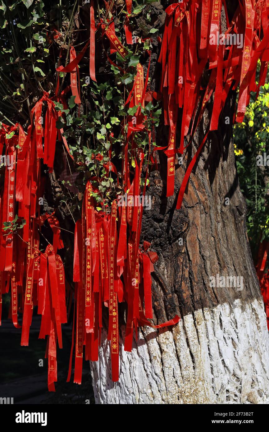 Rubans rouges attachés à l'arbre des souhaits. Dafo si-Temple du Grand Bouddha-Zhangye-Gansu-Chine-1280 Banque D'Images