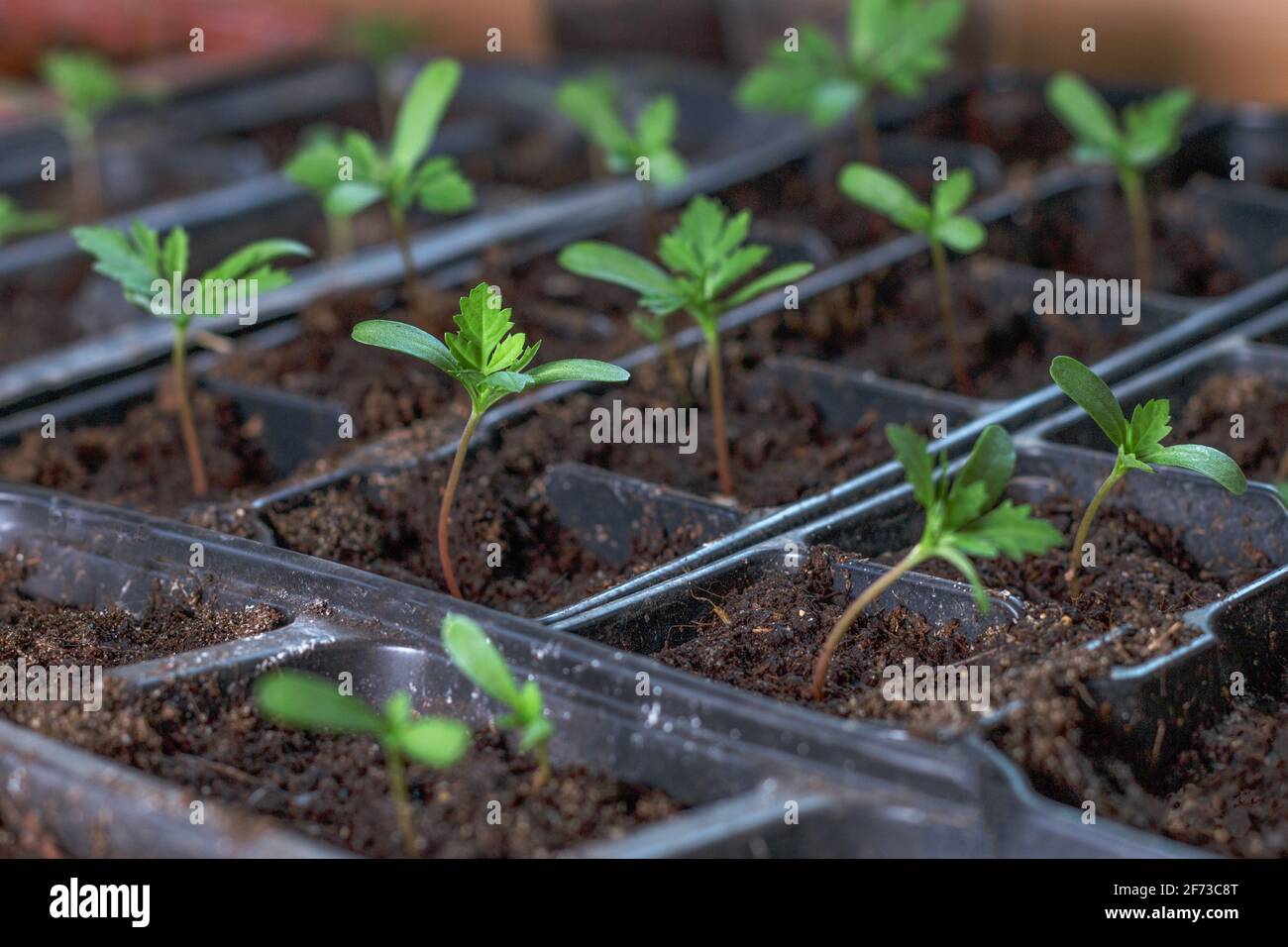 une petite petite plante vert clair vif en foyer entouré de rangs de pousses, des bouchons de semis dans des boîtes en plastique noir, des plateaux. Le printemps bouchon fleurs en croissance. Départ de la graine de marigold, quatre feuilles Banque D'Images