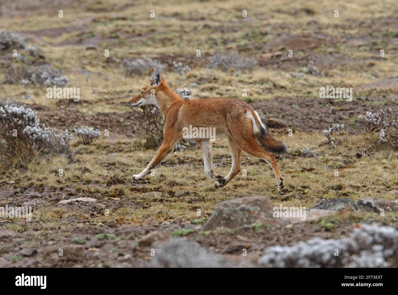 Loup éthiopien (Canis simensis) adulte wallking sur le territoire national des monts Bale, Éthiopie Avril Banque D'Images