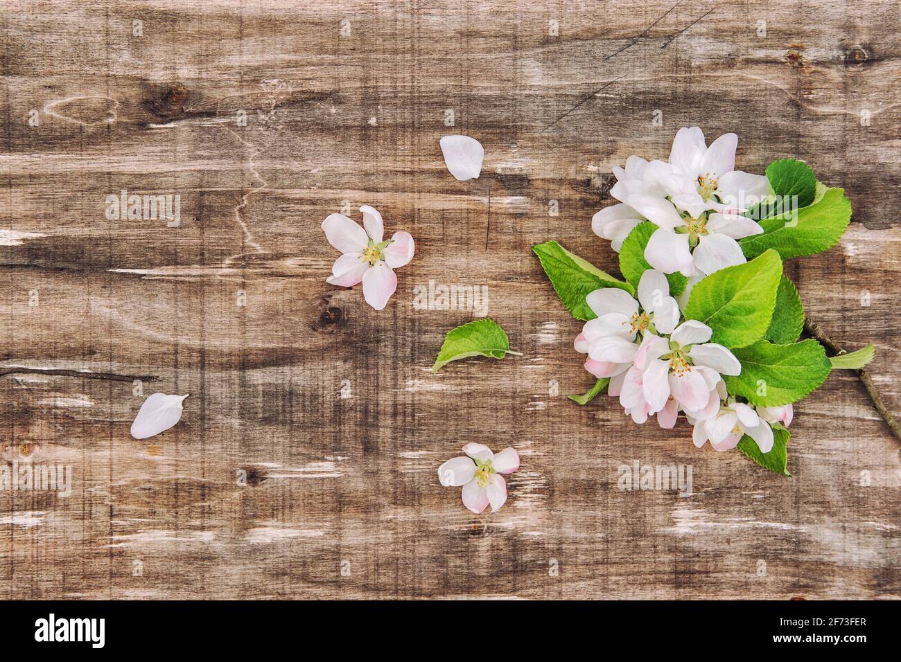 Fleurs printanières sur fond de bois. Fleurs d'arbre de pomme. Plat à motif fleuri Banque D'Images