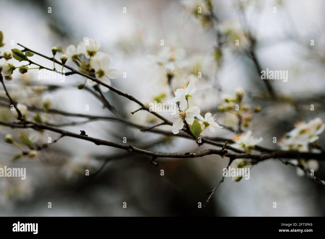 Image de faible profondeur de champ (mise au point sélective) avec fleurs d'un pommier pendant une soirée de printemps. Banque D'Images