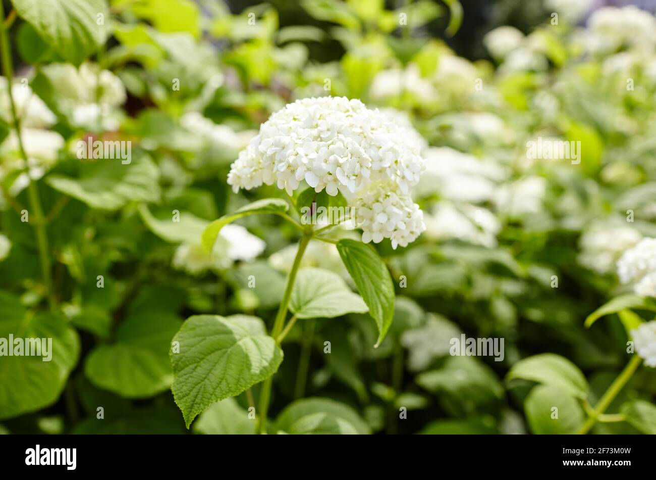 Bush de fleurs d'hortensia ou d'hortensia blanches en fleurs (Hytensia  macrophylla) et de feuilles vertes sous la lumière du soleil dans le parc  de la ville d'été. Rétrogro naturel Photo Stock -