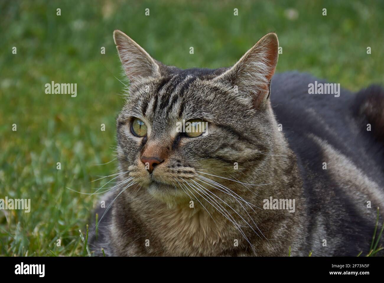 Vue portrait d'un chat curieux sur l'herbe Banque D'Images