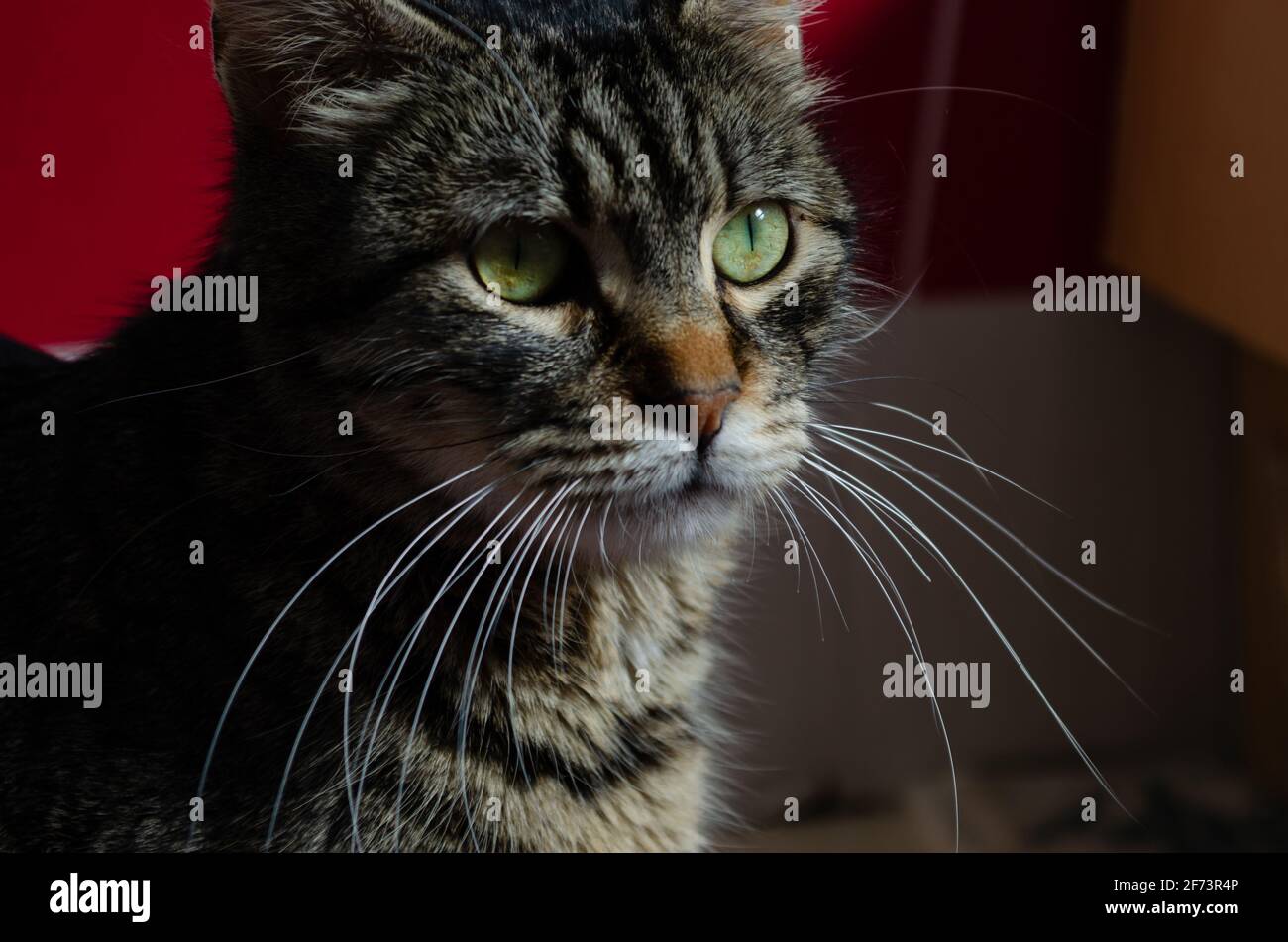 Adorable Chat Feminin Au Soleil Photo Stock Alamy