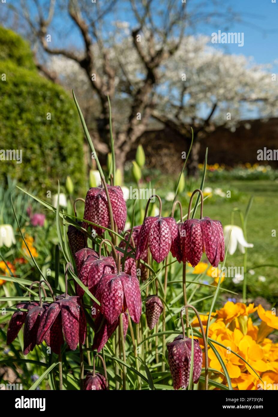 Les fleurs Fritillaires de Snake's Head à carreaux violets poussent dans l'herbe à l'extérieur du jardin clos d'Eastcote House, dans l'arrondissement de Londres de Hillingdon, au Royaume-Uni. Banque D'Images