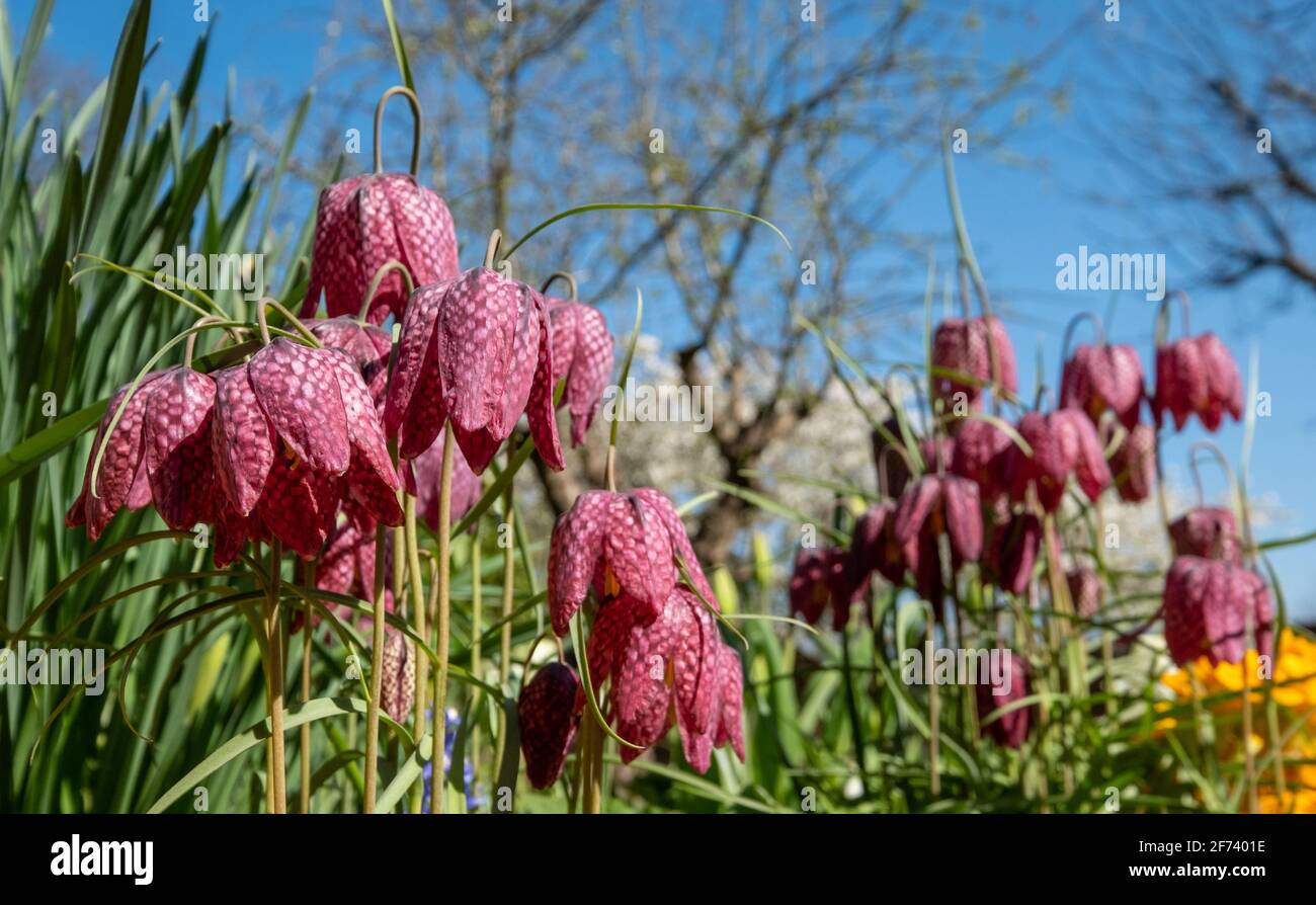 Les fleurs Fritillaires de Snake's Head à carreaux violets poussent dans l'herbe à l'extérieur du jardin clos d'Eastcote House, dans l'arrondissement de Londres de Hillingdon, au Royaume-Uni. Banque D'Images