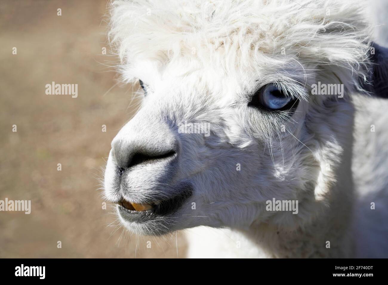 Portrait d'une alpaga à fourrure blanche et yeux bleus. Animaux Albino. Banque D'Images