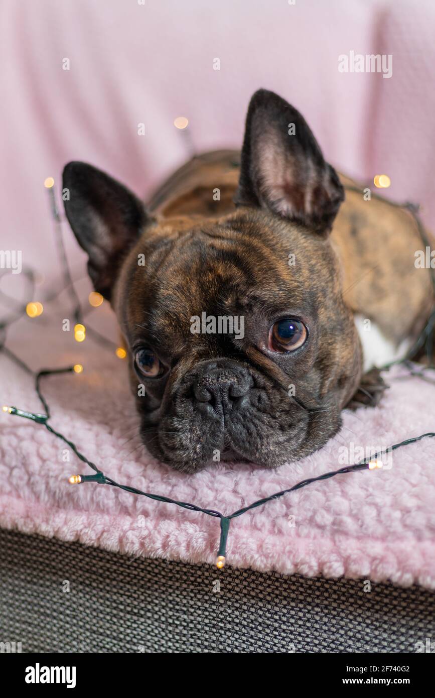 Chiot Bouledogue Francais Brun Banque D Image Et Photos Alamy Chiot Bouledogue Francais Brun Banque D Image Et Photos Alamy