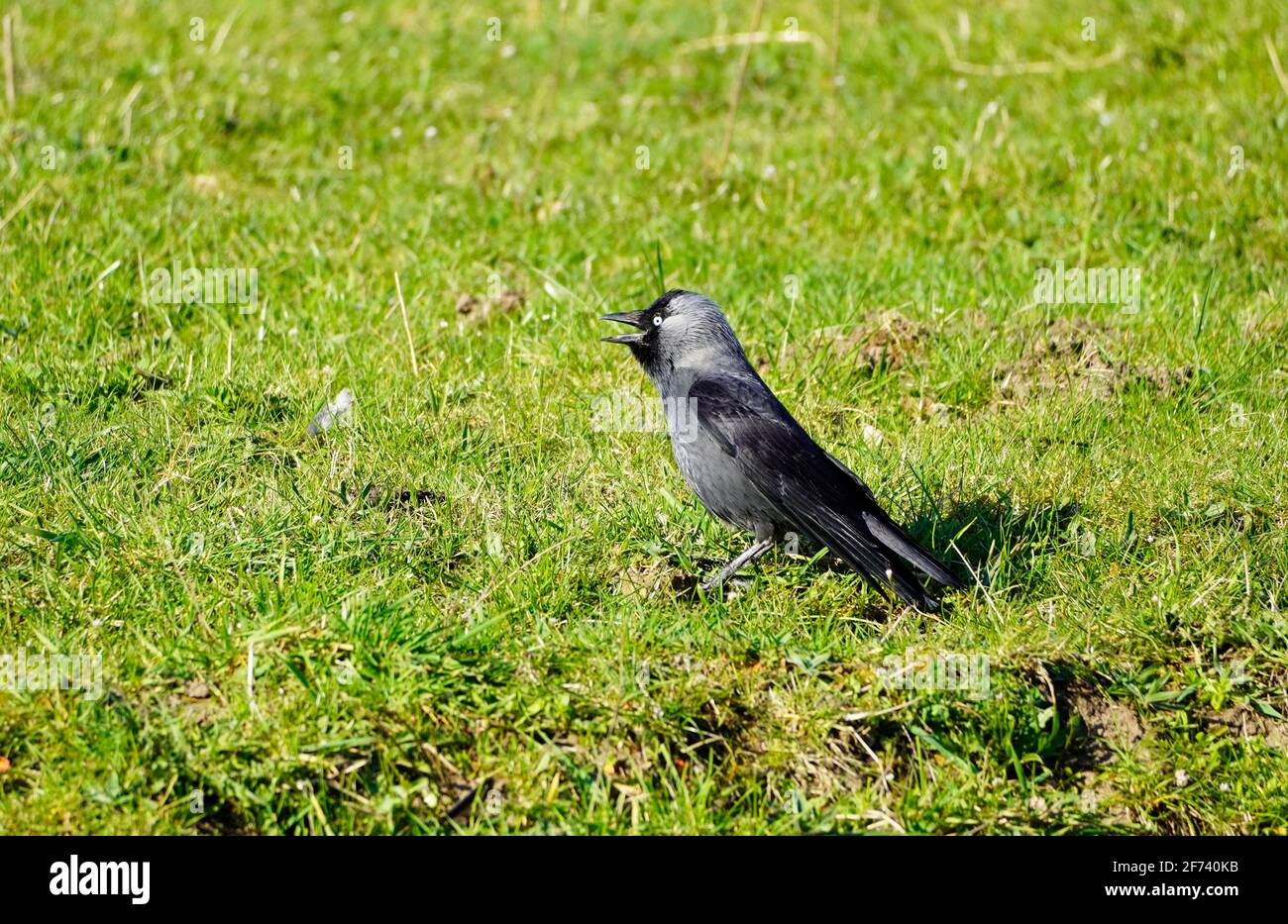 Jackdaw sur un pré vert par une journée ensoleillée. Oiseau avec plumage foncé. Banque D'Images