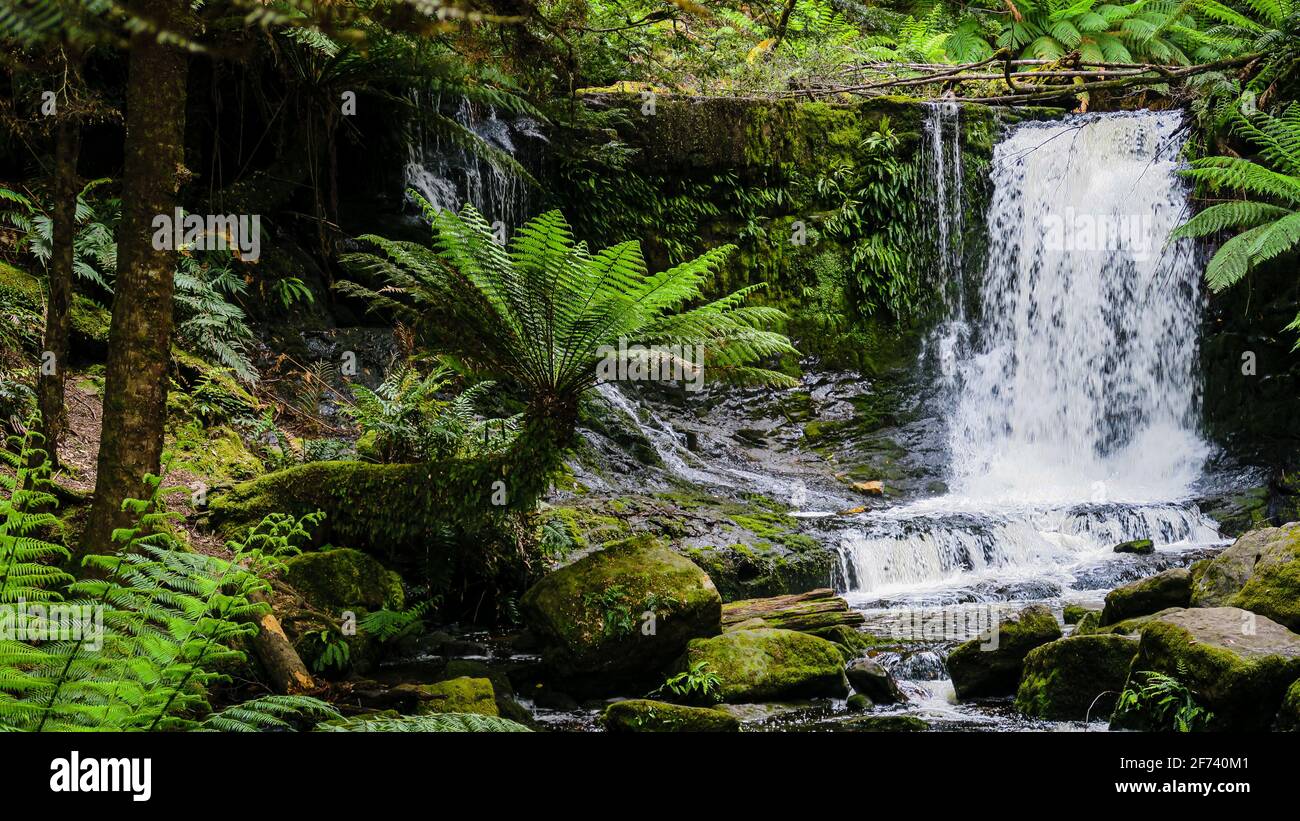 Russell Falls Creek, Horseshoe Falls, cascades à plusieurs niveaux, à Mount Field, Tasmanie, Australie Banque D'Images