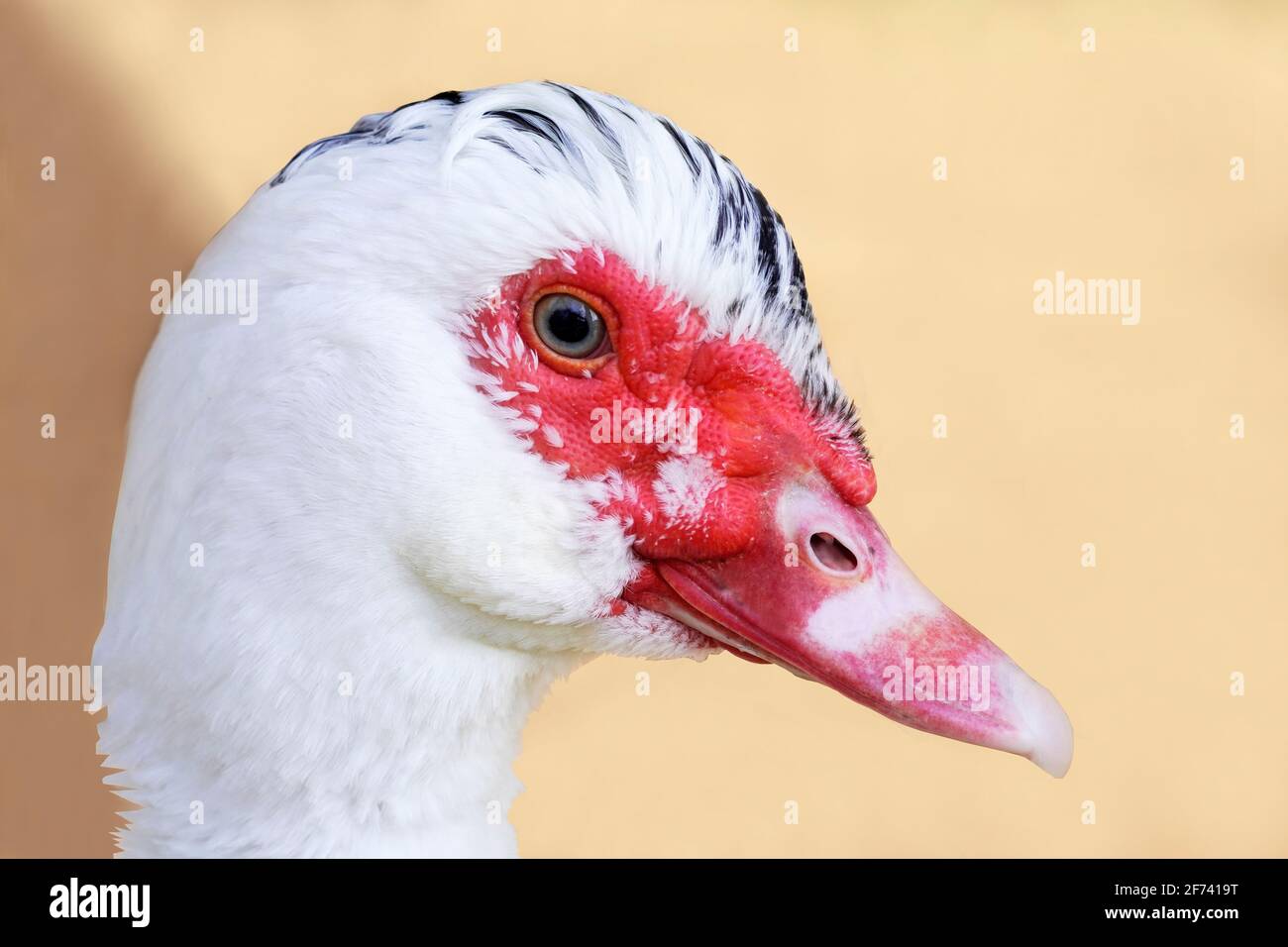 Gros plan latéral d'une oie avec un plumage blanc. Portrait d'un oiseau. Banque D'Images