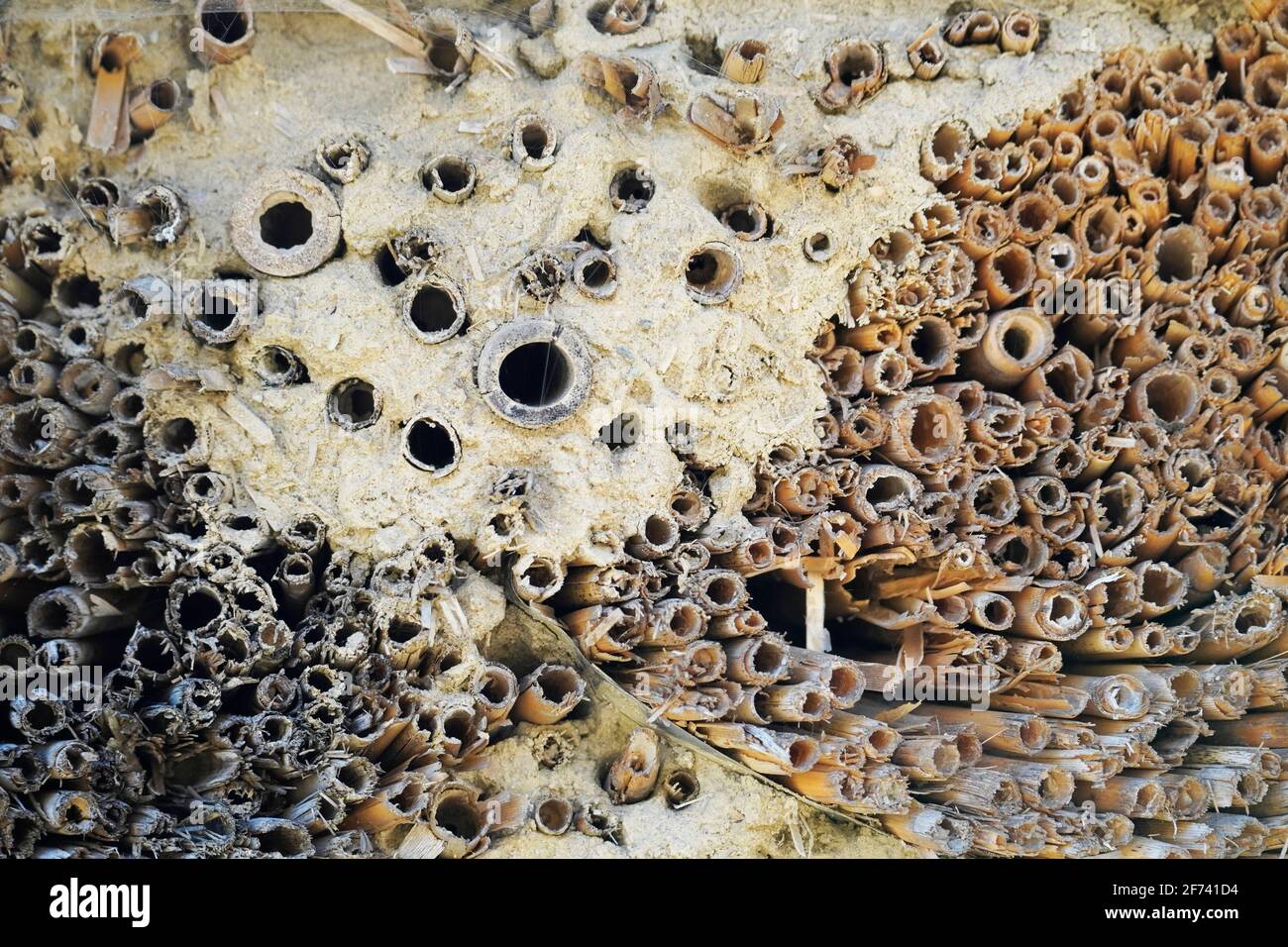 Gros plan sur l'hôtel des insectes. Créer un espace de vie pour les insectes afin de préserver les espèces. Banque D'Images