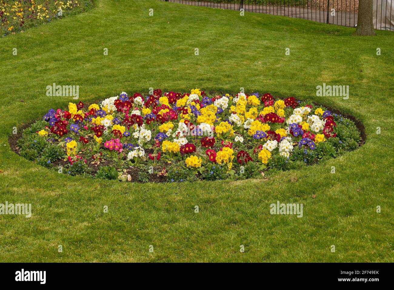 lit de fleurs de pansy Banque D'Images