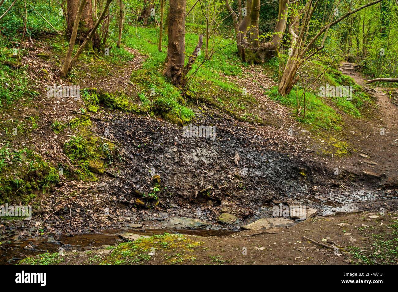 Infiltration persistante par un petit ruisseau à Carr Wood, ancienne forêt de la vallée de Gleadless, Sheffield Banque D'Images