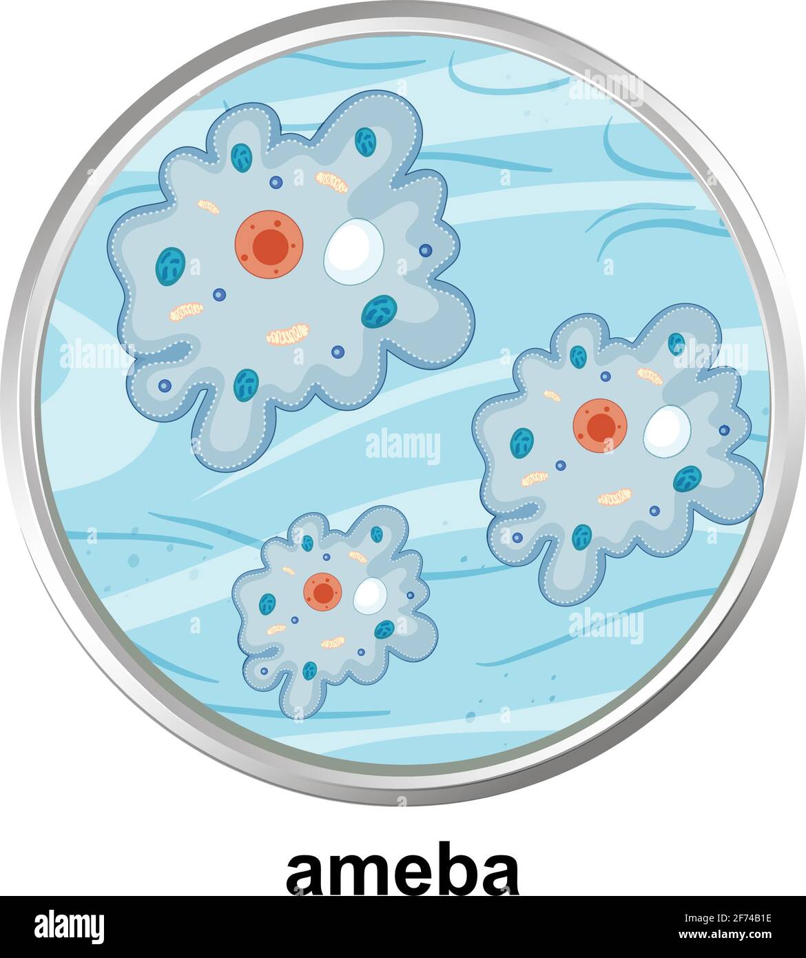 Structure anatomique de l'Ameba sur fond blanc Illustration de Vecteur