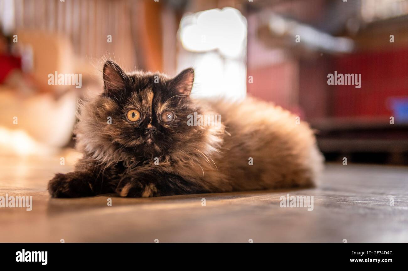 ฺBlack doux chat est le concept des animaux de compagnie. Banque D'Images