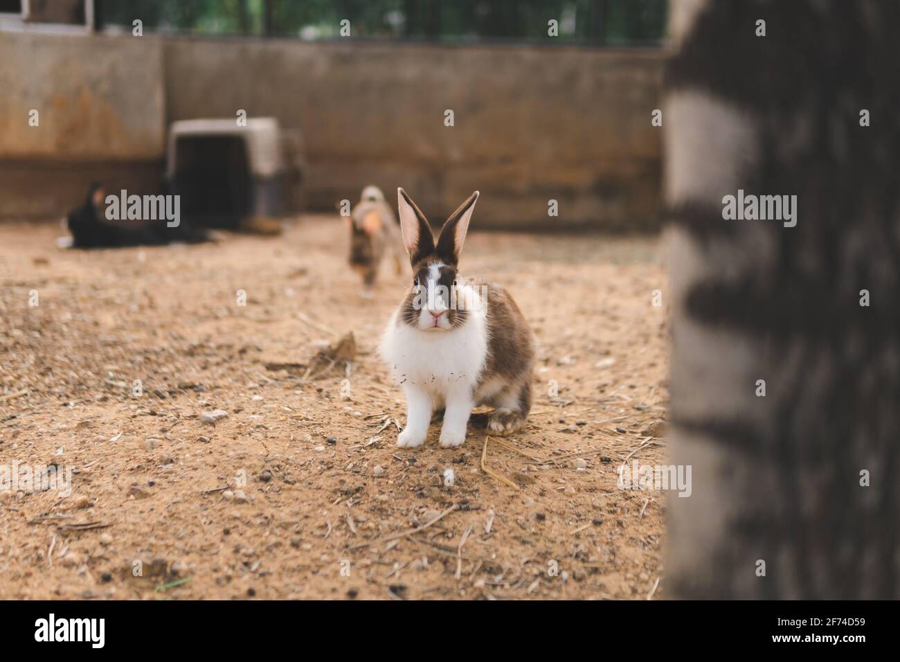 Le lapin est sur le sol en regardant la caméra Banque D'Images
