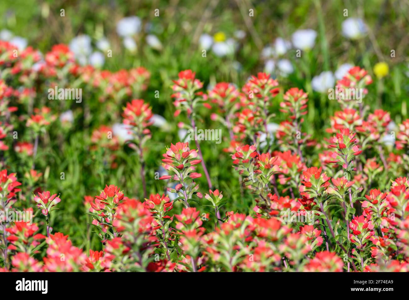 Texas Paintbrush (Castilleja indivisa) en pleine floraison. Houston, Texas, États-Unis. Banque D'Images