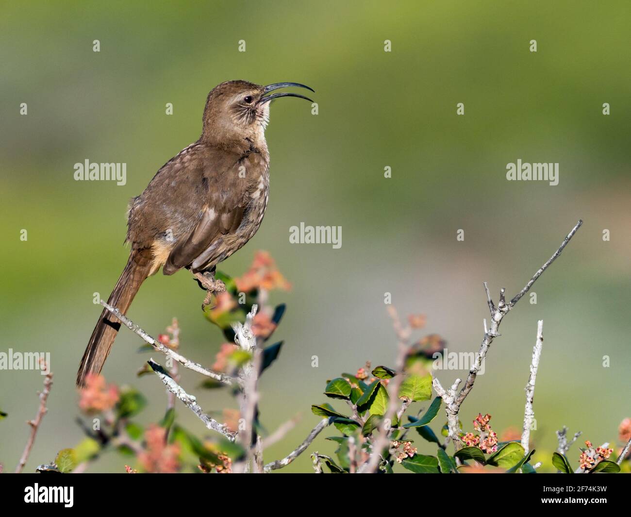 thrasher de Californie, Toxostoma redivivum, un oiseau commun dans le chaparral de Californie, États-Unis Banque D'Images