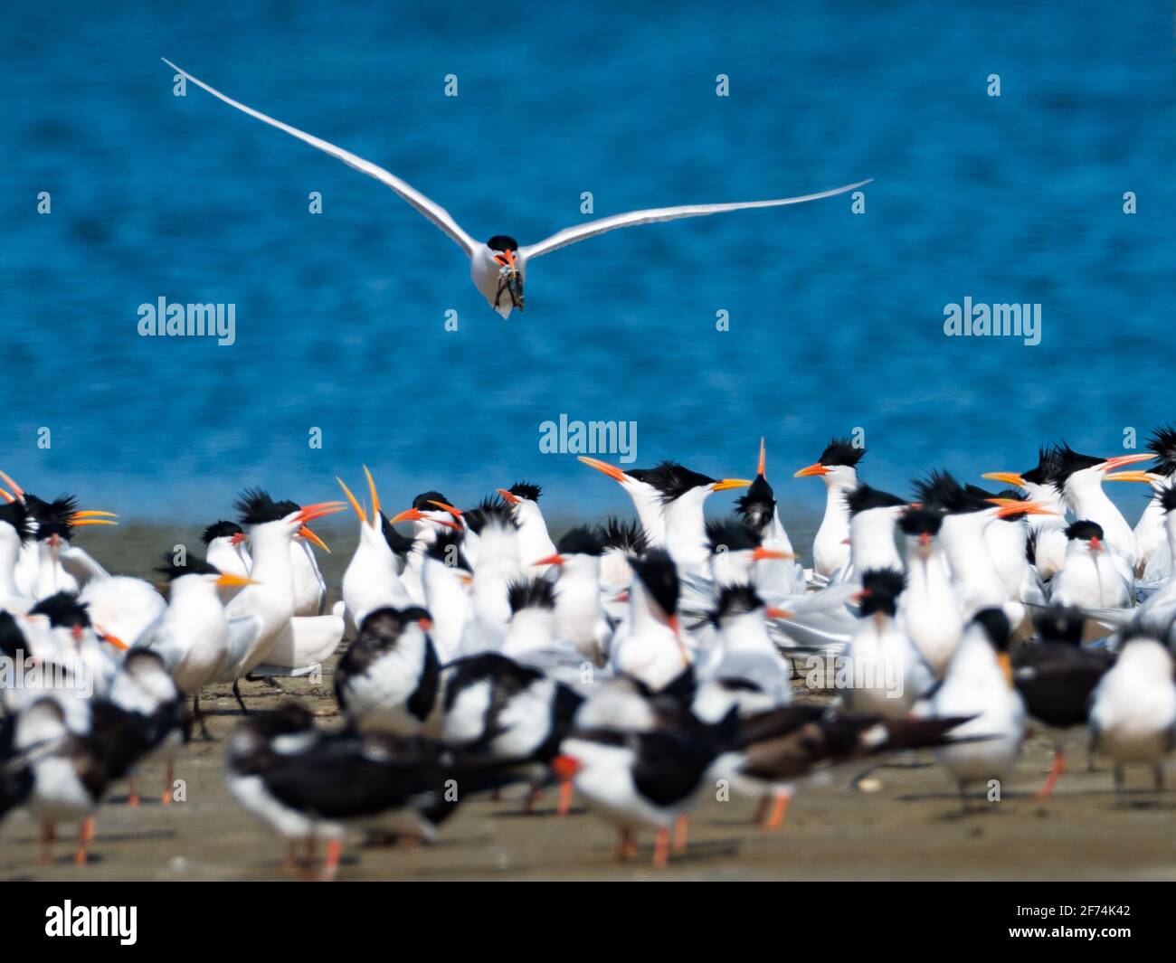 Les sternes élégantes, Thalasseus elegans, et le skimmer noir, Rynchops niger, le long de la plage à Mission Bay, San Diego, Californie, Etats-Unis Banque D'Images