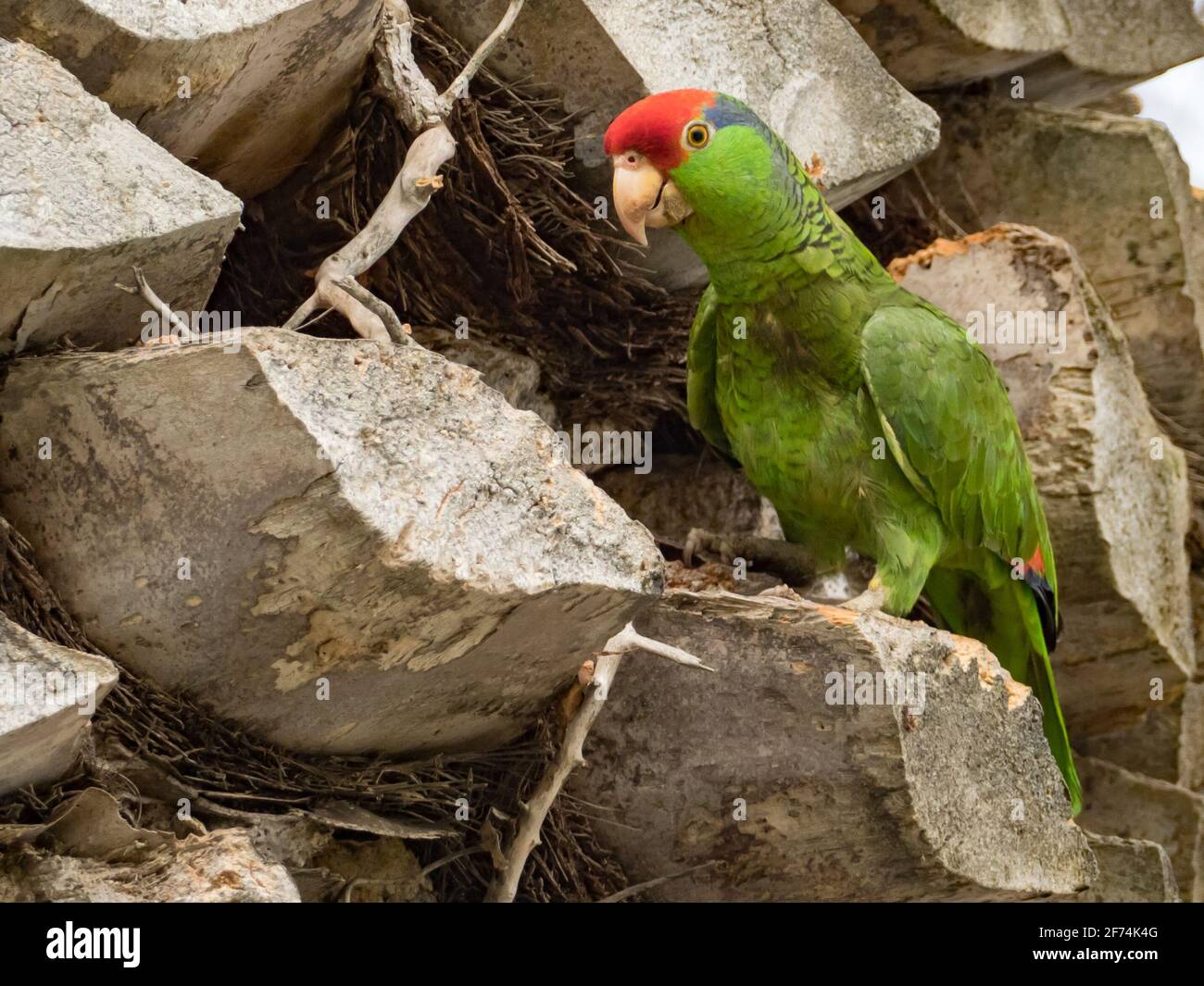 Perroquet à couronne rouge, Amazona viridigenalis, un perroquet amazona exotique établi à San Diego, Californie, États-Unis Banque D'Images