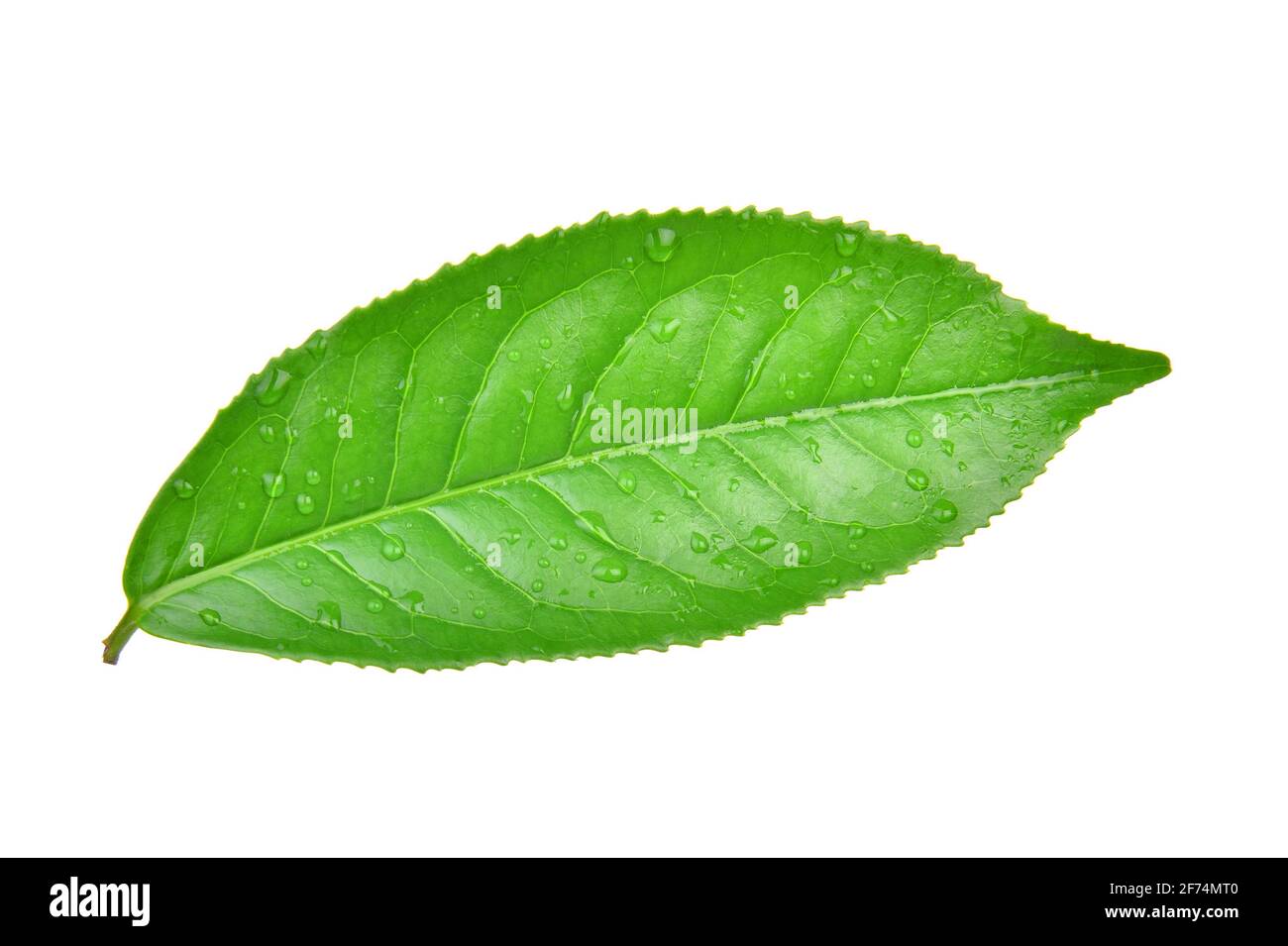 Feuilles de thé vert frais avec des gouttes d'eau isolé sur fond blanc. Banque D'Images