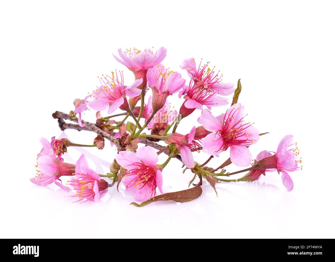 Fleurs de cerisiers en fleur rose fond blanc Banque D'Images