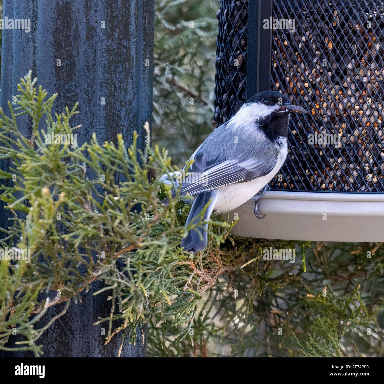 Caroline Chickadee ( Poecile carolinensis ) Perchée sur le convoyeur avec semence dans la bouche Banque D'Images