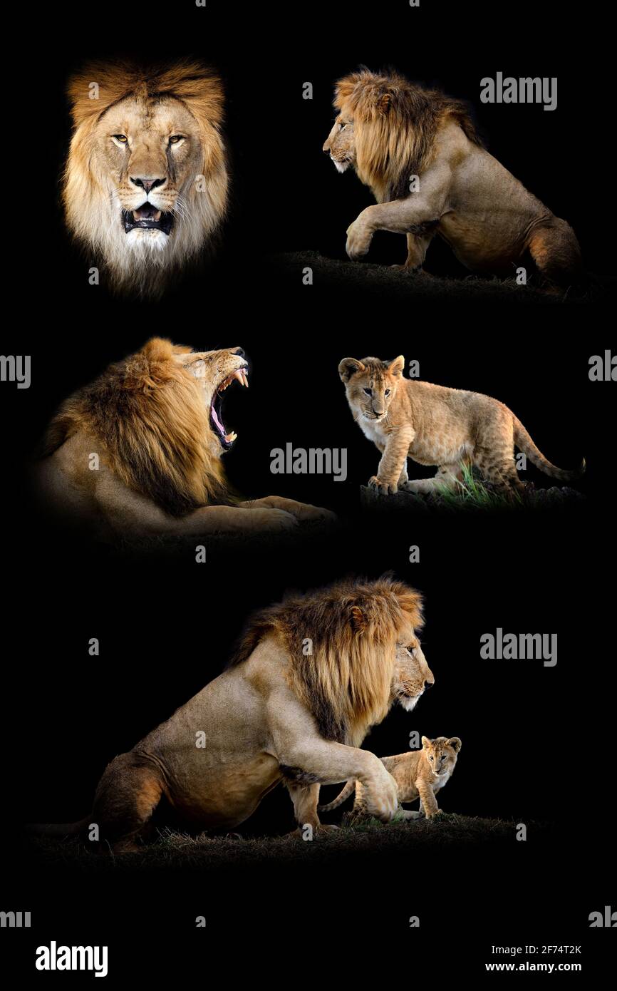 Ensemble de plusieurs lions. Animal sauvage isolé sur fond noir Banque D'Images