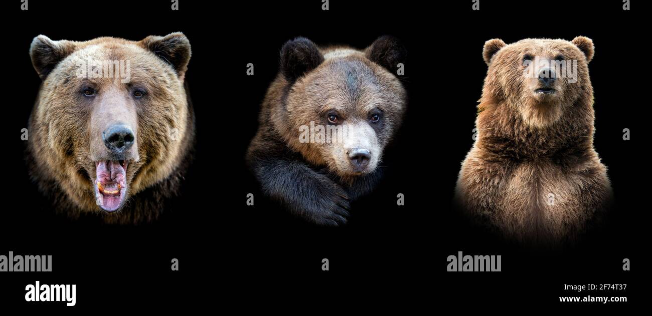 Ensemble de nombreux ours. Animal sauvage isolé sur fond noir Banque D'Images