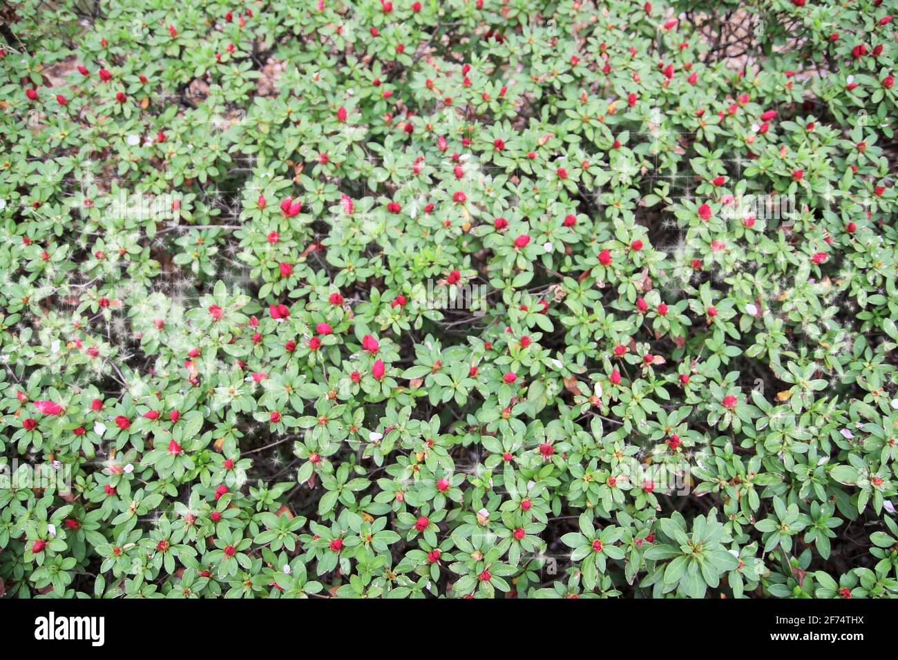 Paysages de la nature printanière et promenade dans le parc, photos représentant la nature et les paysages saisonniers Banque D'Images