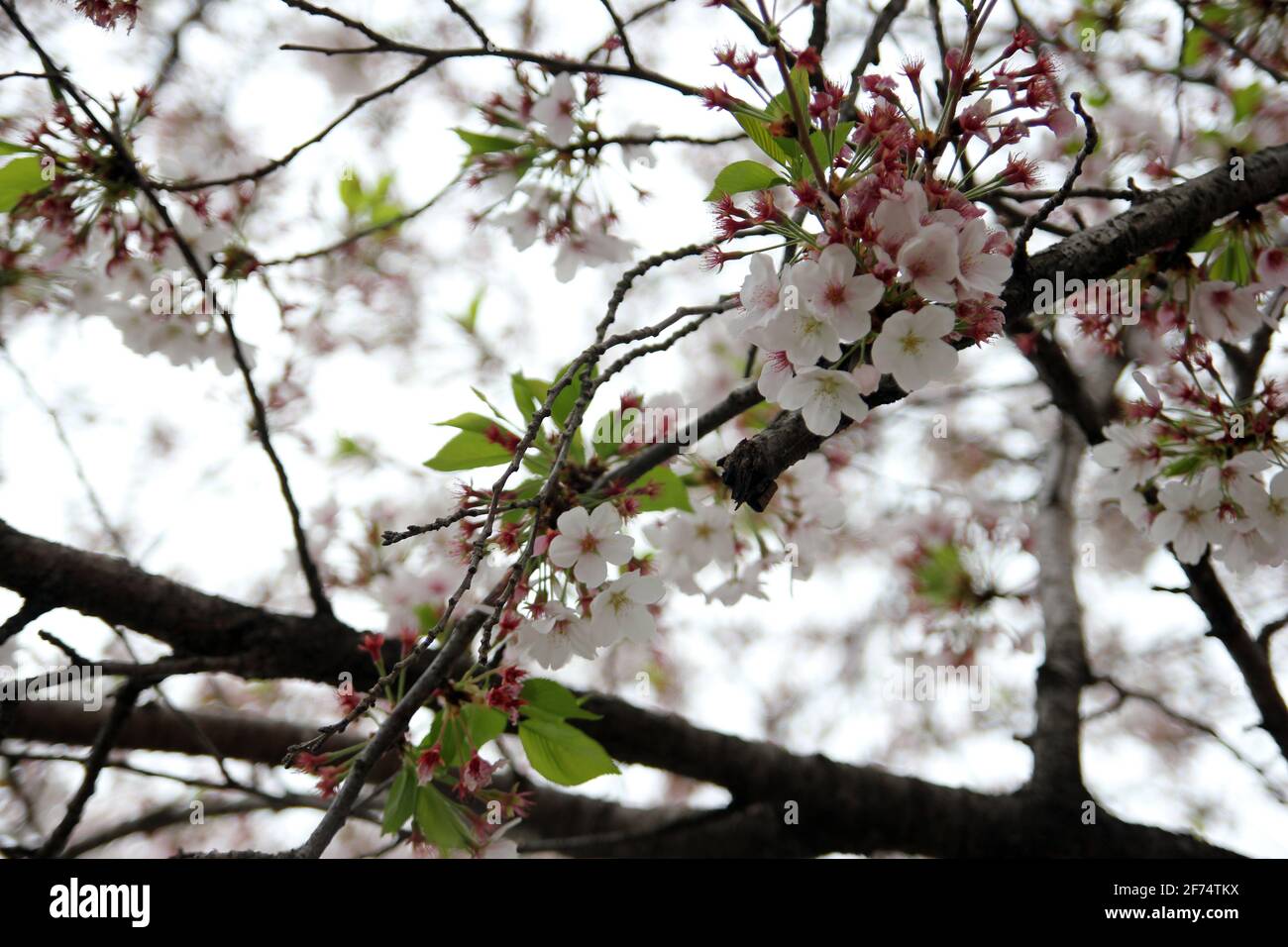 Paysages de la nature printanière et promenade dans le parc, photos représentant la nature et les paysages saisonniers Banque D'Images