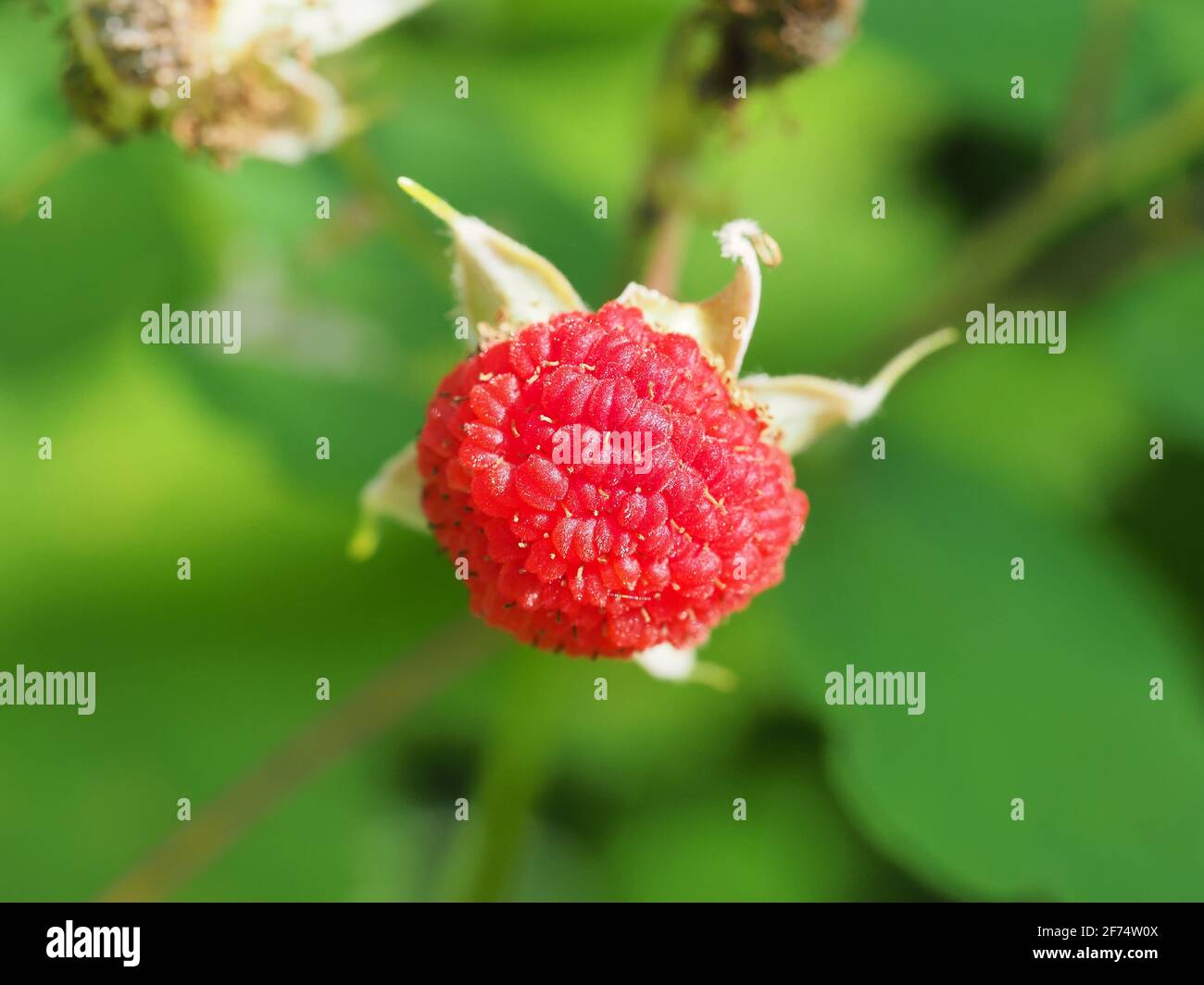 Rubus odoratus (framboise à fleurs violettes) Banque D'Images