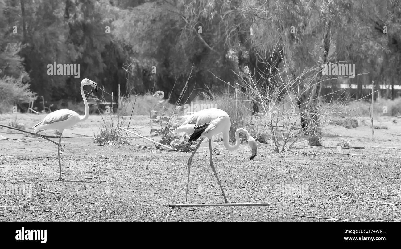 flemingo Banque D'Images