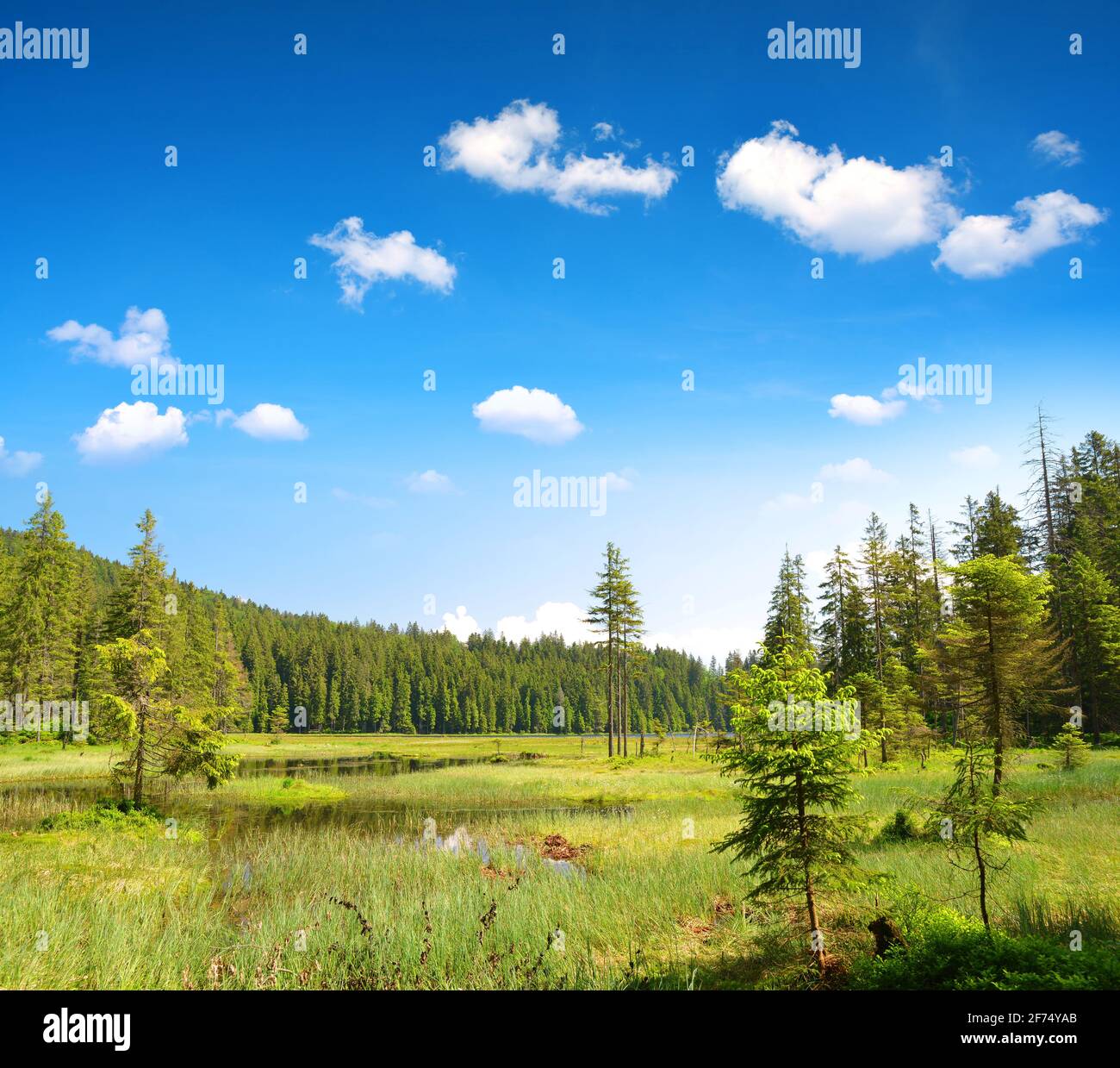 Lac Moraine Grosser Arbersee dans le parc national de la forêt bavaroise ( Bayerische Wald ). Paysage d'été en Allemagne. Banque D'Images