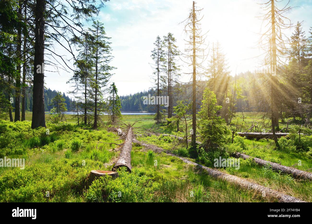 Paysage par le lac de Moraine Grosser Arbersee dans le parc national de la forêt bavaroise ( Bayerische Wald ), Allemagne. Banque D'Images