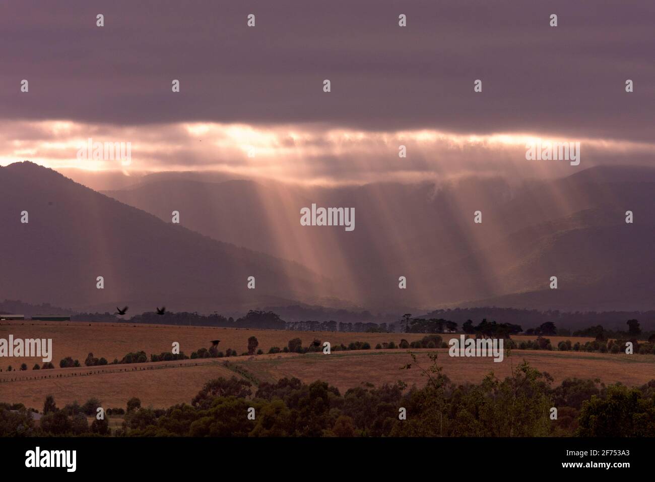 Des rayons de soleil se déversent au lever du soleil sur la Yarra Valley Banque D'Images