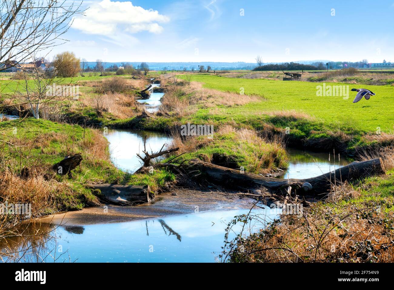 La réserve naturelle idyllique de Bingenheimer Ried, qui abrite de nombreux oiseaux sauvages, est située à l'ouest de Bingenheim (Wetterau) dans la plaine inondable de Horloff. Banque D'Images