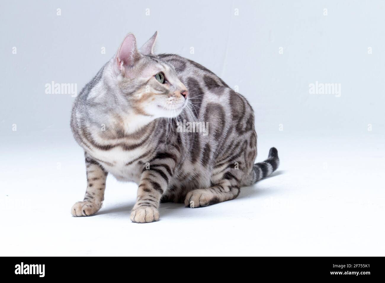 Chat Bengale argenté en studio Banque D'Images